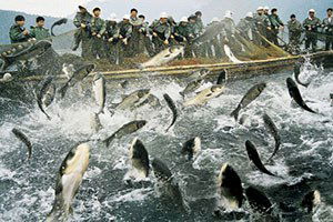 Su Ürünlerinde Avlanma Yasağı Başlıyor