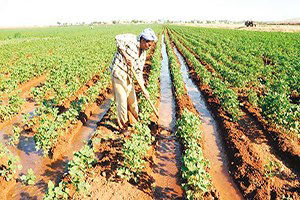 Sulama Projeleriyle Tarımda 6.2 Milyon Kişiye İş Verildi