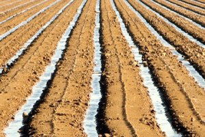 Kazan`da 3 Bin Dekar Arazi Sulu Tarıma Açıldı