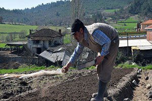 Tütün Üreticilerinin Zorlu Maratonu Başladı