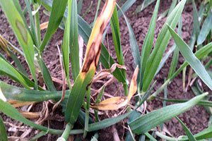 Üreticilere Septoria Hastalığı Uyarısı
