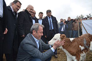 Denizli`de Üreticilere 250 Gebe Düve Dağıtıldı