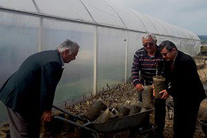 Üreticilere Dağıtılacak Fidanlar Aşılandı