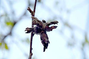 Üreticinin Umudu Fındık Yandı