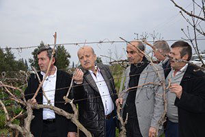 Üzüm Bağlarını Don Vurdu