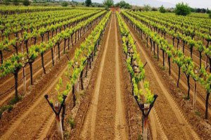 Uzunköprü`de Bağ Çubuğu Fidanı Dağıtıldı