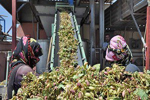 Yer Fıstığının Yükü Kadın İşçilerin Sırtında