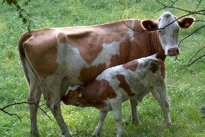 Yerli Sığır Fiyatı 2015 Yılında Yüzde 22 Arttı