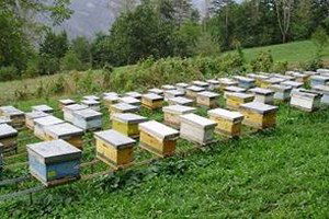 Yığılca Arıcılığının Geliştirilmesi Projesi