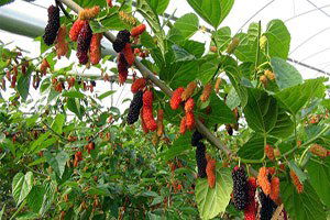 Yılın İlk Karadut Hasadı