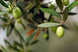 Burhaniye`de Bu Yıl Zeytinlikler Daha Bakımlı