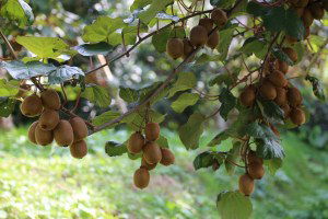Zirai Dona Karşı Yapay Yağmurlama