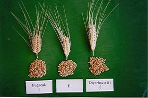 Dicle Üniversitesi`nde 2 Yeni Tohum Çeşidi Daha Geliştirildi
