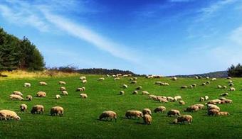 Bitlis`te `Mevsimlik Mera Kiralanması` Yapılacak