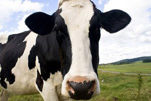 Ardahan`da Şap Karantinası