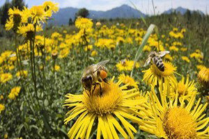 Arıcılık, Katma Değeri Yüksek Ürünlerle Gelişecek