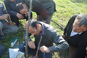 İvrindi`de Aşılama Ve Budama Kursu Tamamlandı