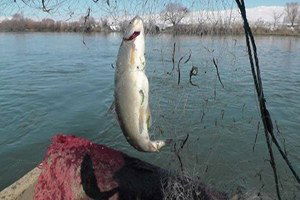 Balıkta Av Yasağı Yarın Başlıyor