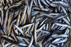 Avrupalı hamsiyi sevdi