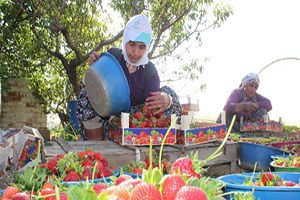 Aydın`da Çilek Hasadı Başladı
