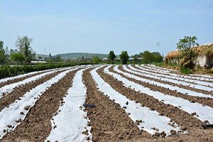 Bafra`da Örtü Altı Kavun ve Karpuz Ekimleri Yapıldı
