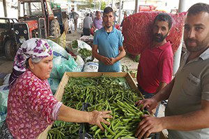 Bakla`da Son Günler, Bezelyeler Piyasada