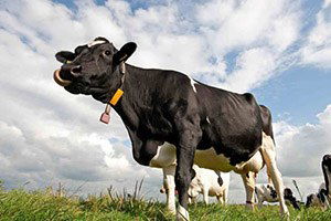 Beşiri`de Süt Üreticileri Birliği Kuruldu