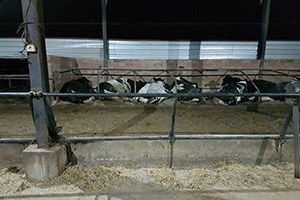 Beyşehir`de Yılan Sokması Vakaları Besicileri Tedirgin Etti