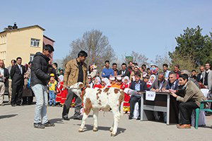 Bingöl`de Buzağı Yarışması Yapıldı