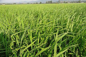 Boyabat`ta Üreticilere Çeltik Tohumu Dağıtıldı