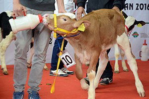 Bu Podyumun Güzelleri Buzağılar