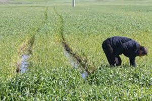 Şuhut`ta Arpa ve Buğday Bitkilerinde Hastalık