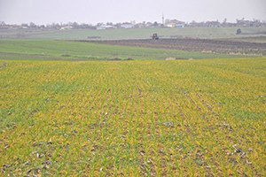 Uzunköprü`de Buğdaydaki Erken Sararmalar İncelendi