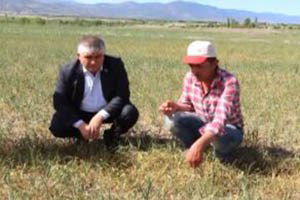 Burdur`da Sulama Yaptırılmayınca Arpa ve Buğday Tarlalarının Yarısı Kurudu