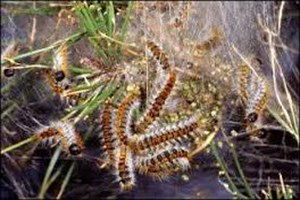 Muğla`da Çam Kese Böceği ile Mücadele