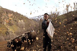 Çataklı Köylü 40 Yıldır Karasabanla Tarla Sürüyor