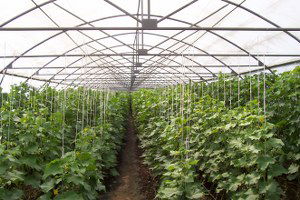 Çaycuma`da Seracılık Kursu