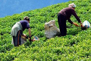 2015 Çaykur İçin Rekorlar Yılı Oldu