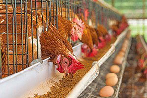 Desteklerle Altyapının Kurulması 5 Yıl sürer