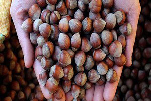 Düşen Fındık Fiyatları Üreticiyi Endişelendiriyor