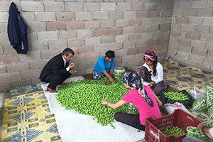 Erik Üreticisi Fiyatlardan Menun