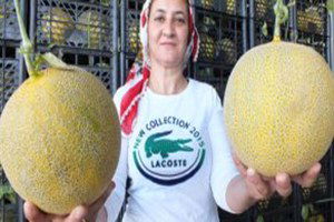 Erkenci Kavun Çıktı, Fiyatı da Makul