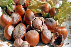 Fındık Üreticisinin Umudu TMO