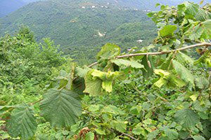 Güce`de Fındık Yetiştiriciliği Kursu Açıldı