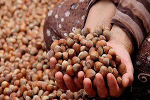 Fındıkta Fiyat Endişesi Artıyor