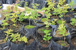 Gilaburu Üretimi Başka Bölgelerde de Yaygınlaştırılacak