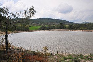 Büyükşehir`den Hayvancılığa Büyük Destek