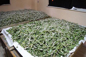 İpek Böcekçiliği Projesinde Koza Evinin Yapımım Tamamlandı