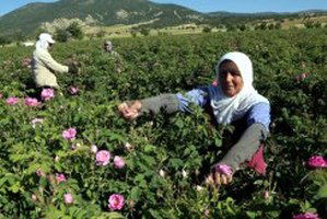 Isparta`nın Gülü Sıfır Maliyetle, Dünya Devlerinin Tedarikçisi Oldu