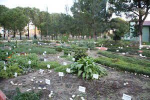 İzmit`de Tıbbi ve Aromatik Bitkiler Bahçesi Projesi